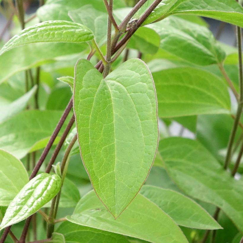 Clématite - Clematis integrifolia Durandii (Feuillage)