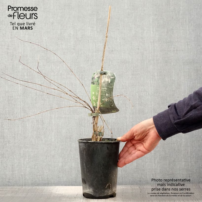 Spécimen de Clématite - Clematis integrifolia en pot de 2/3L tel que livré au printemps