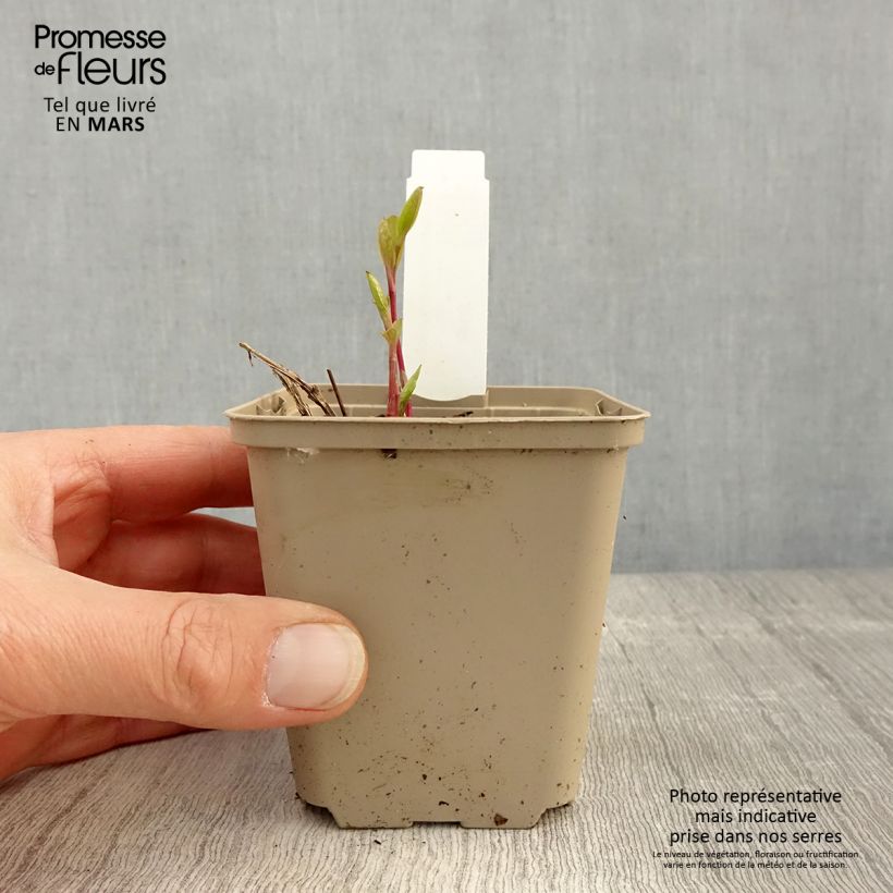 Spécimen de Clématite - Clematis integrifolia Godet de 9cm tel que livré au printemps