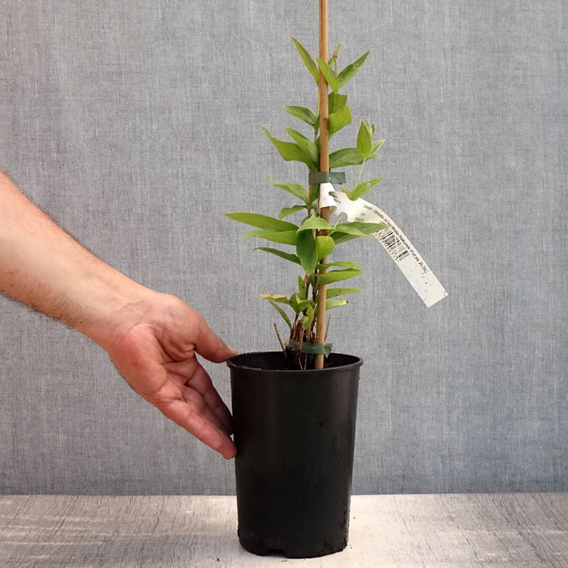 Spécimen de Clématite - Clematis integrifolia Hakuree Pot de 2L/3L tel que livré en été