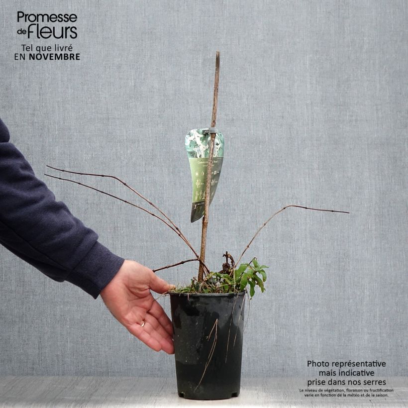 Spécimen de Clématite - Clematis integrifolia Rosea Pot de 2L/3L tel que livré en automne