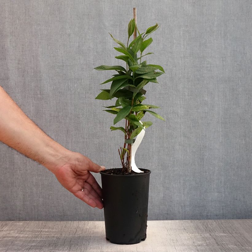 Spécimen de Clématite - Clematis integrifolia Rosea Pot de 2L/3L tel que livré en été