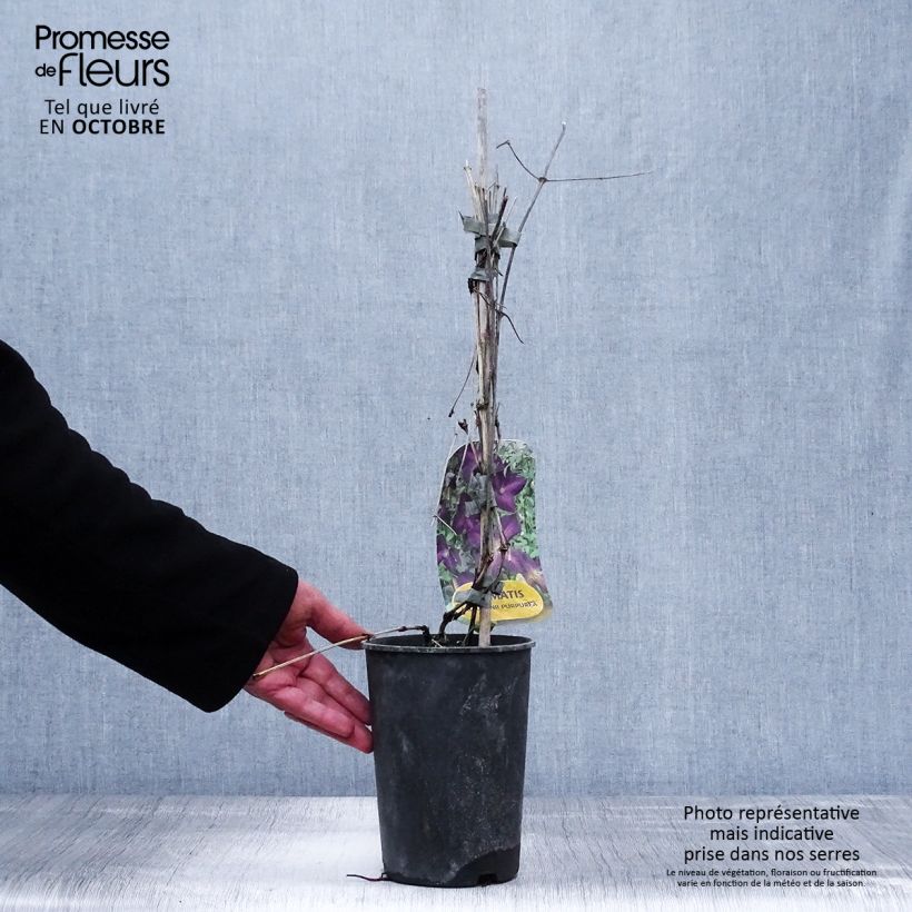 Spécimen de Clématite - Clematis jackmanii Purpurea tel que livré en automne