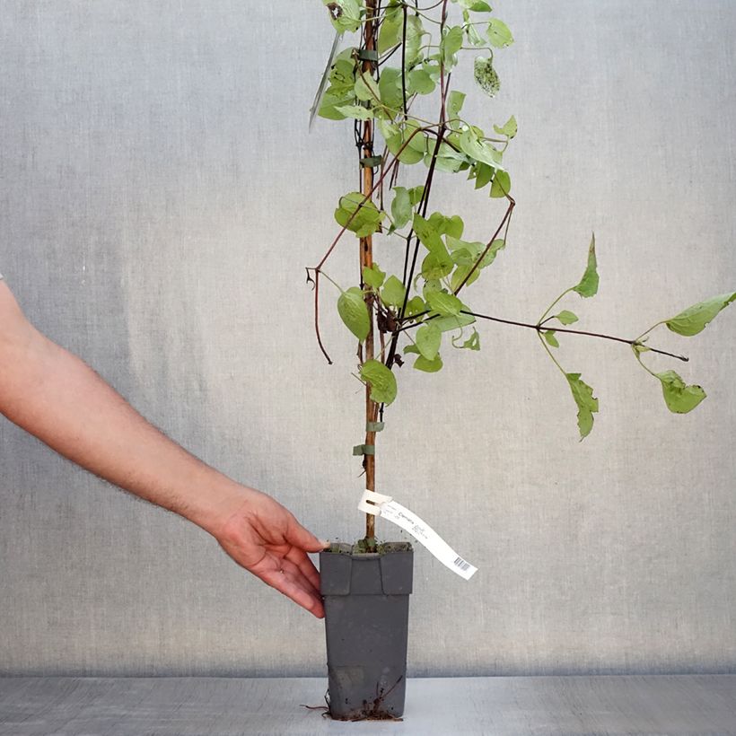 Spécimen de Clématite - Clematis Juuli Pot de 2L/3L tel que livré en été