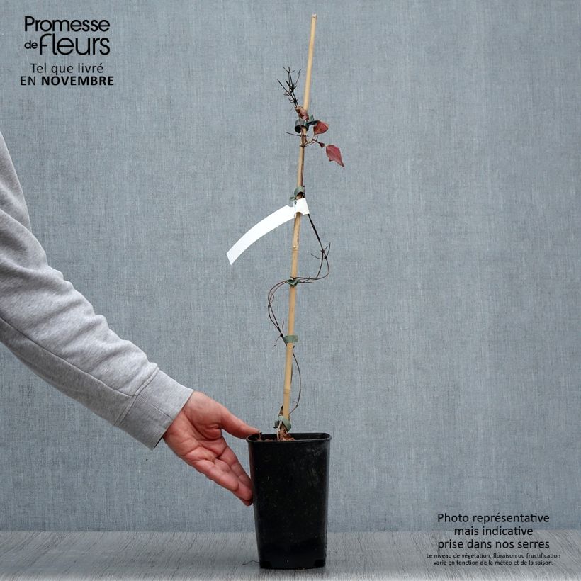 Spécimen de Clématite - Clematis Kaiser  Pot de 2L/3L tel que livré en automne