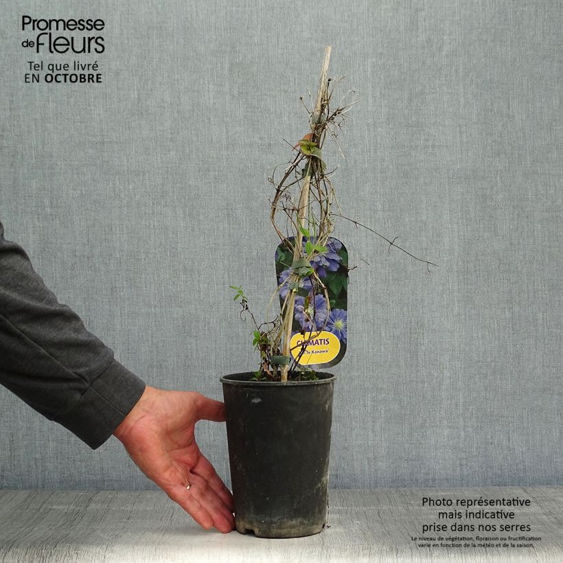 Spécimen de Clématite - Clematis Kiri Te Kanawa Pot de 2L/3L tel que livré en automne