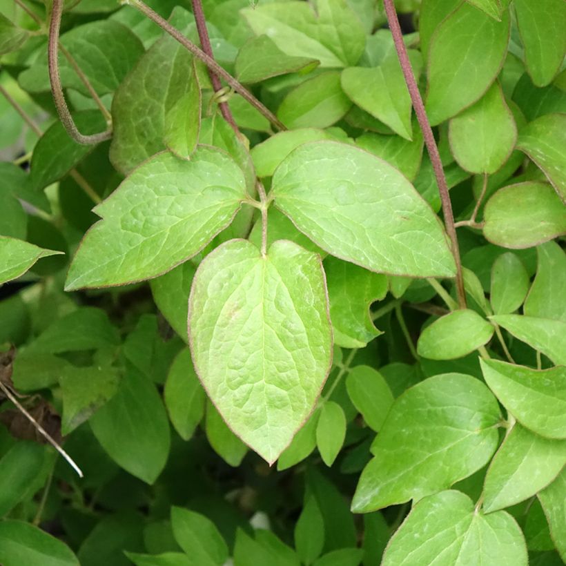 Clématite - Clematis Kiri Te Kanawa (Feuillage)