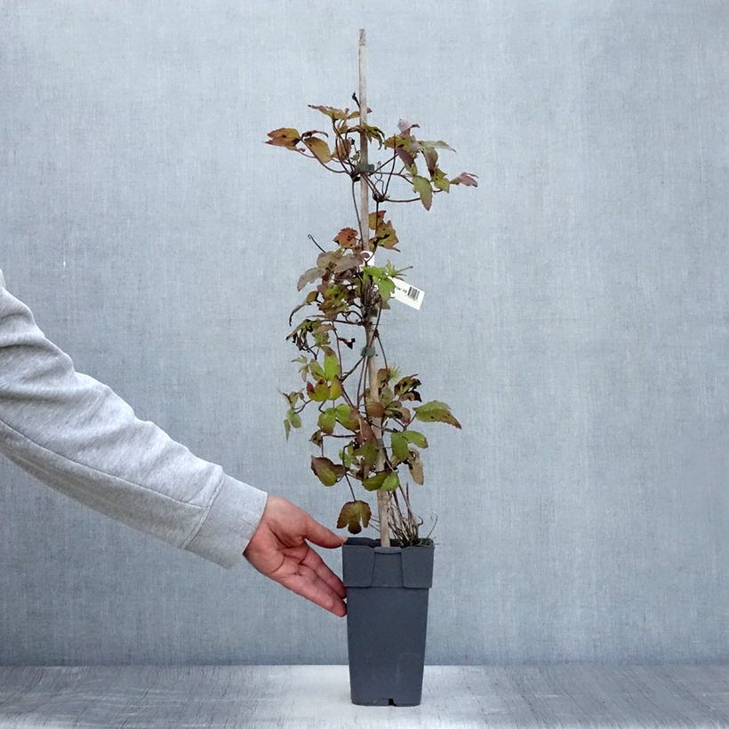 Spécimen de Clématite - Clematis koreana Amber Pot de 2L/3L tel que livré en été