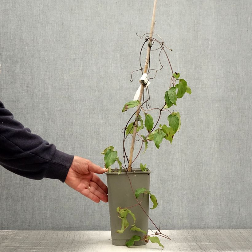 Spécimen de Clématite - Clematis Lasurstern Pot de 1,5L/2L tel que livré en été