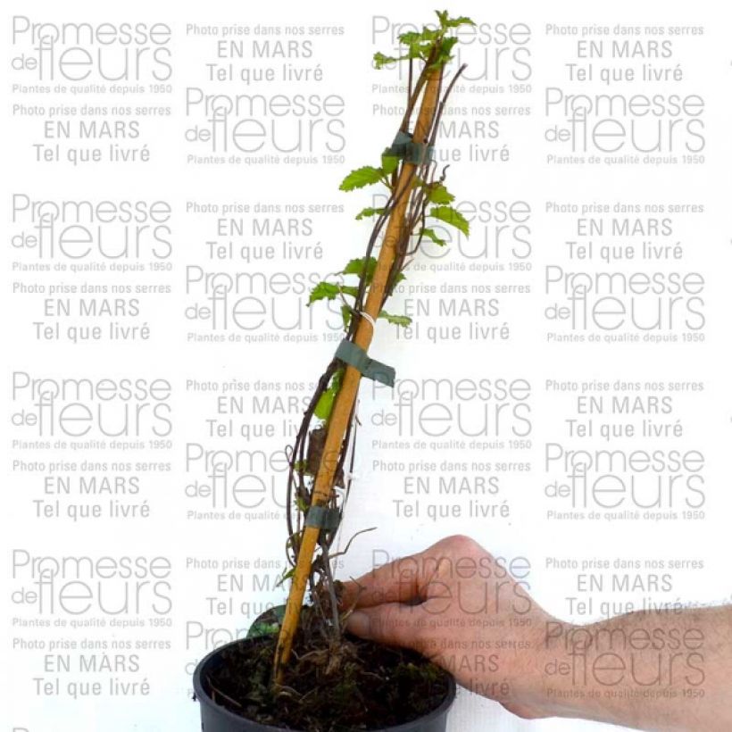 Exemple de spécimen de Clématite - Clematis Love Child Pot de 2L/3L tel que livré