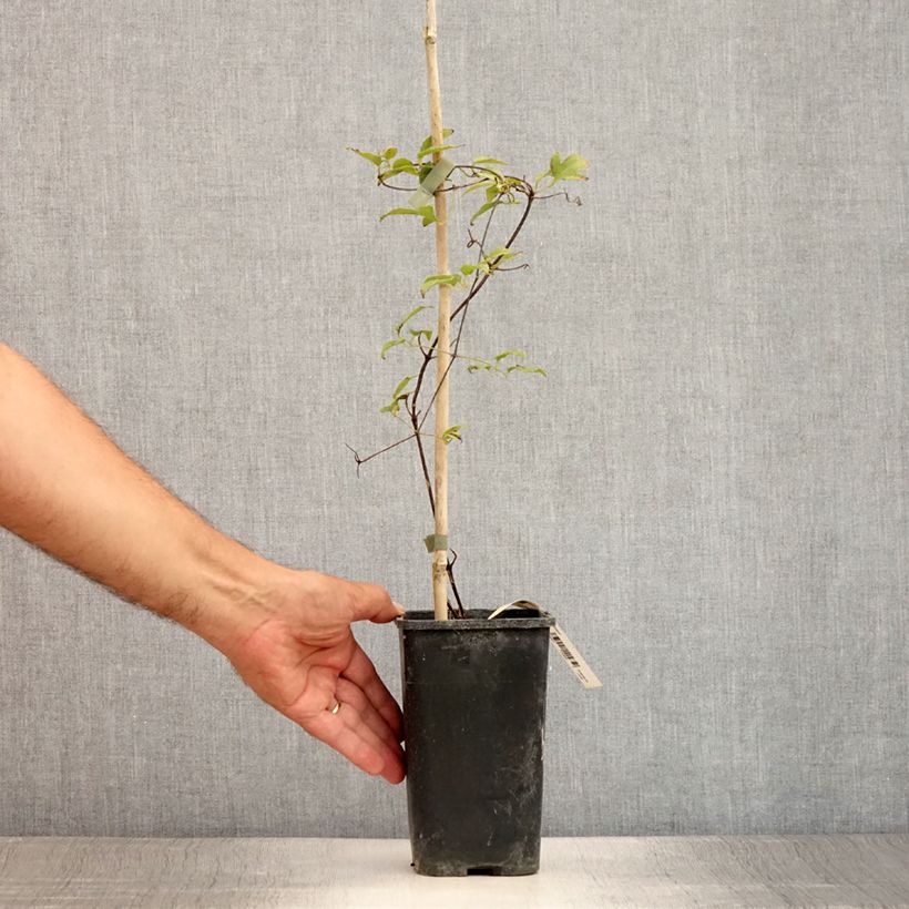 Spécimen de Clématite - Clematis Marmori Pot de 1,5L/2L tel que livré en été