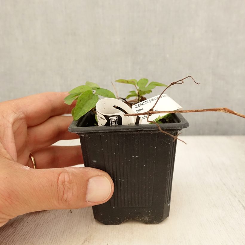 Spécimen de Clématite - Clematis Miss Bateman Godet de 8/9 cm tel que livré en été