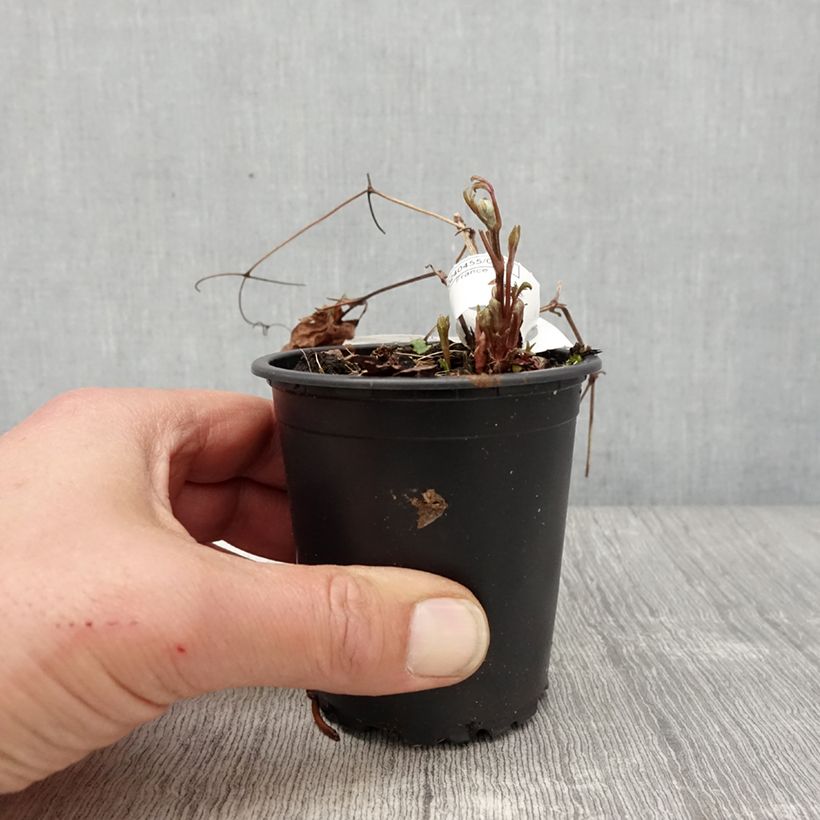 Spécimen de Clématite - Clematis Miss Bateman en godet de 9cm tel que livré au printemps