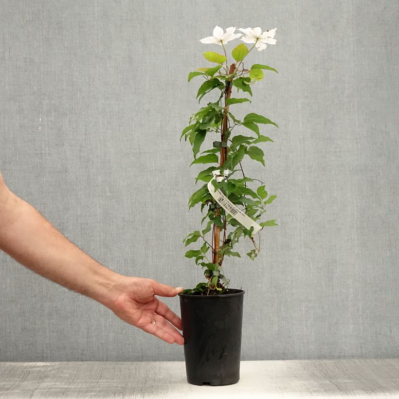 Spécimen de Clématite - Clematis Miss Bateman Pot de 2L/3L tel que livré en été