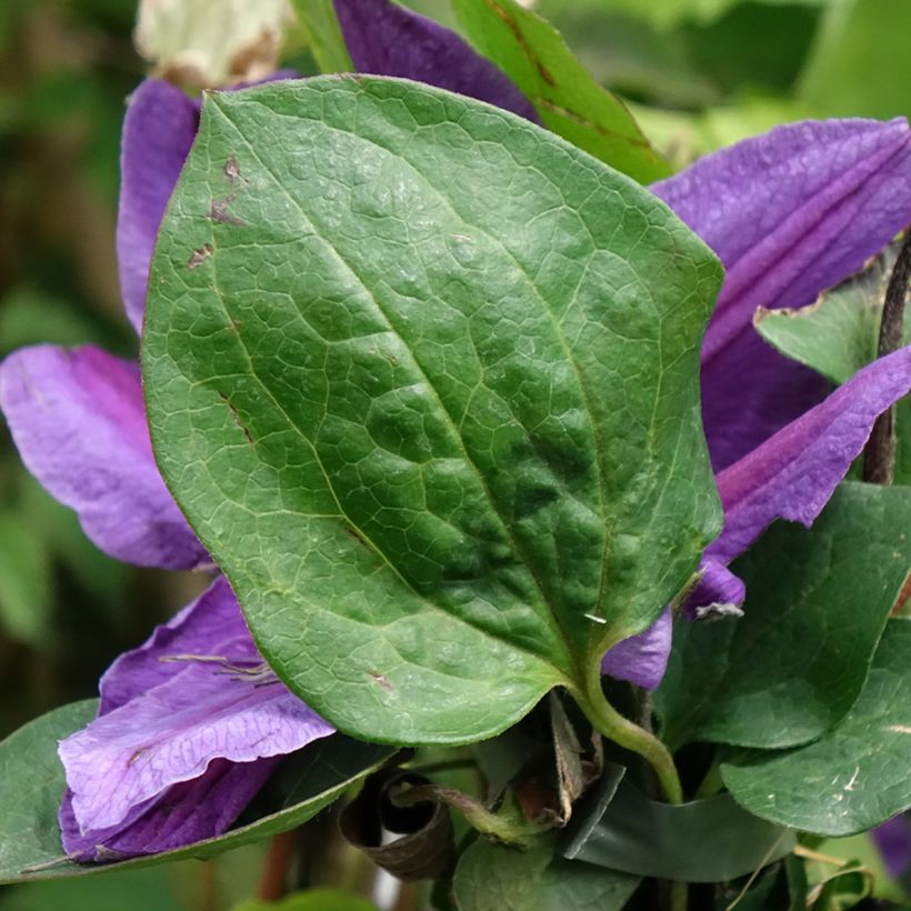 Clématite - Clematis Mon Amour (Feuillage)