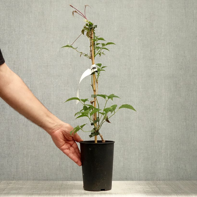 Spécimen de Clématite - Clematis montana Broughton Star Pot de 2L/3L tel que livré en été