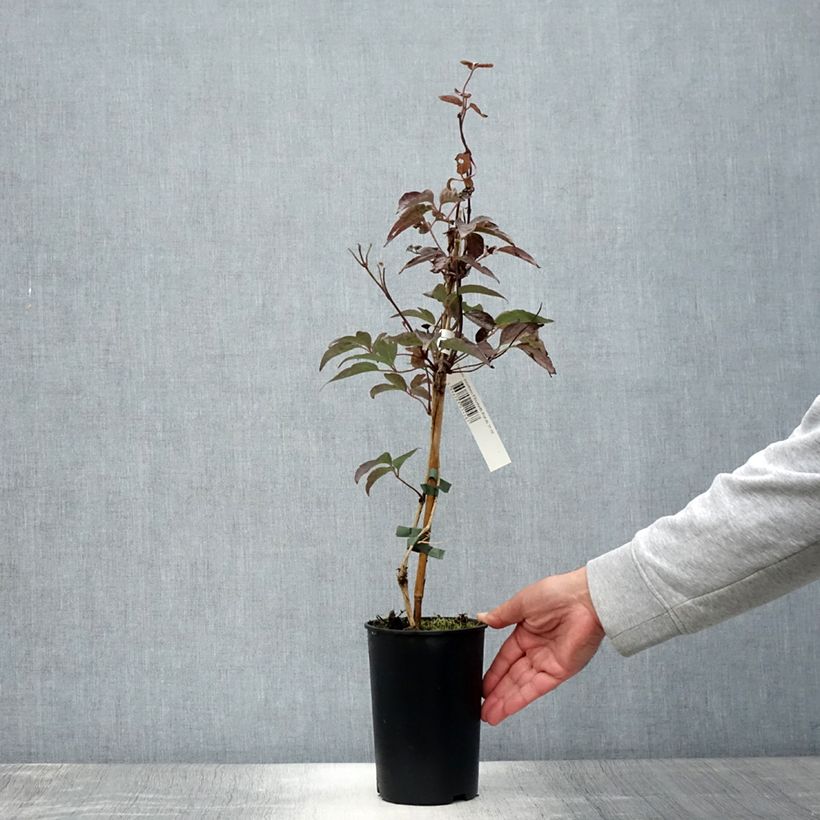 Spécimen de Clématite - Clematis montana Elisabeth Pot de 2L/3L tel que livré en été