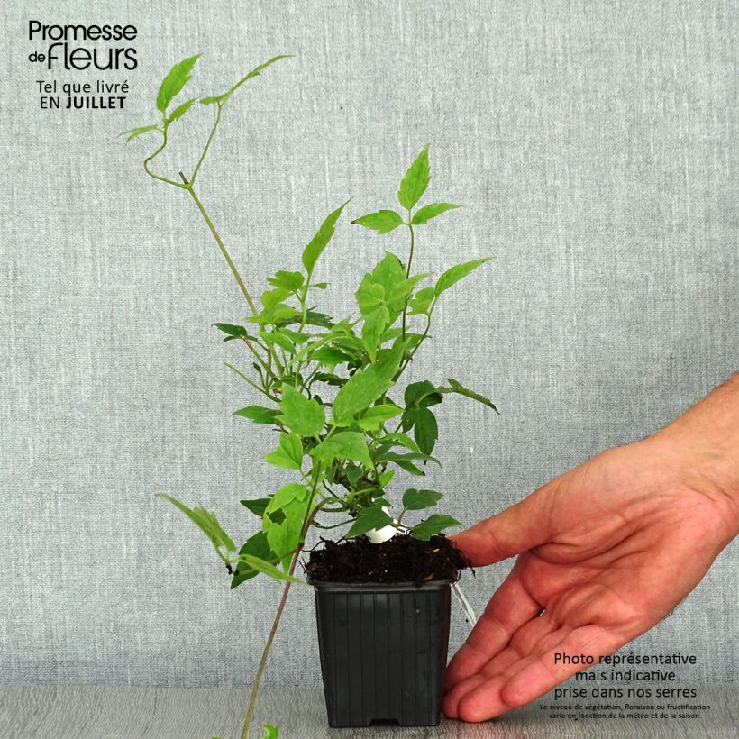 Spécimen de Clématite - Clematis montana Grandiflora Godet de 8/9 cm tel que livré en été