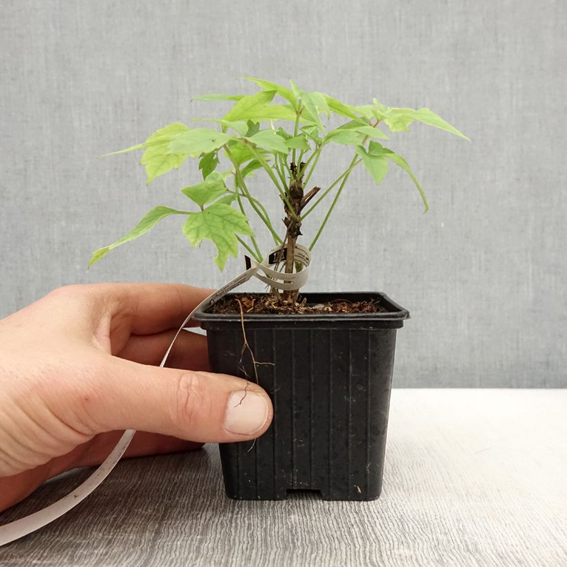 Spécimen de Clématite - Clematis montana Grandiflora en godet de 9cm tel que livré au printemps