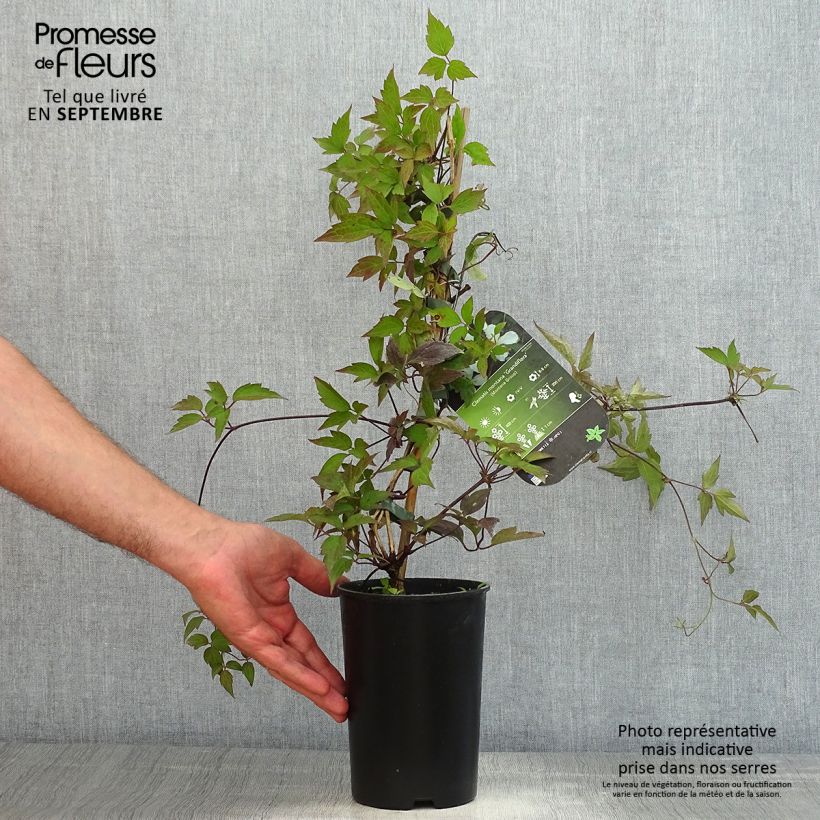 Spécimen de Clématite - Clematis montana Grandiflora Pot de 1,5L/2L tel que livré en été