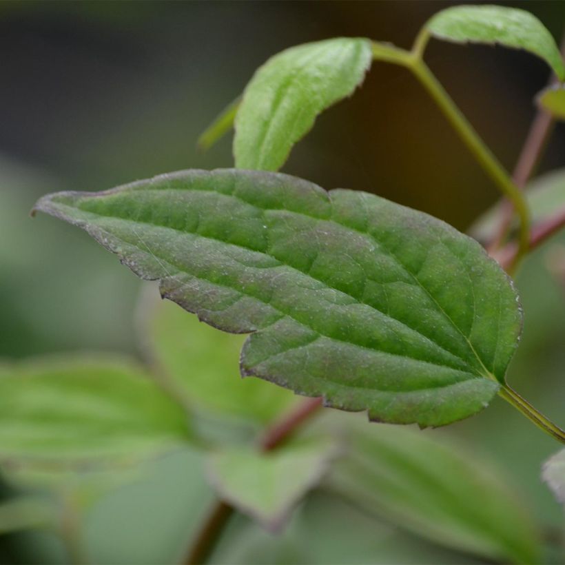 Clématite - Clematis montana Marjorie (Feuillage)