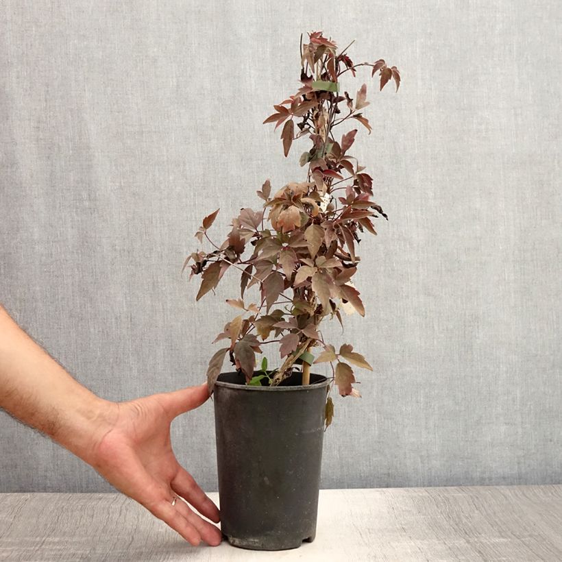 Spécimen de Clématite montana Rubens Pot de 1,5L/2L tel que livré en été