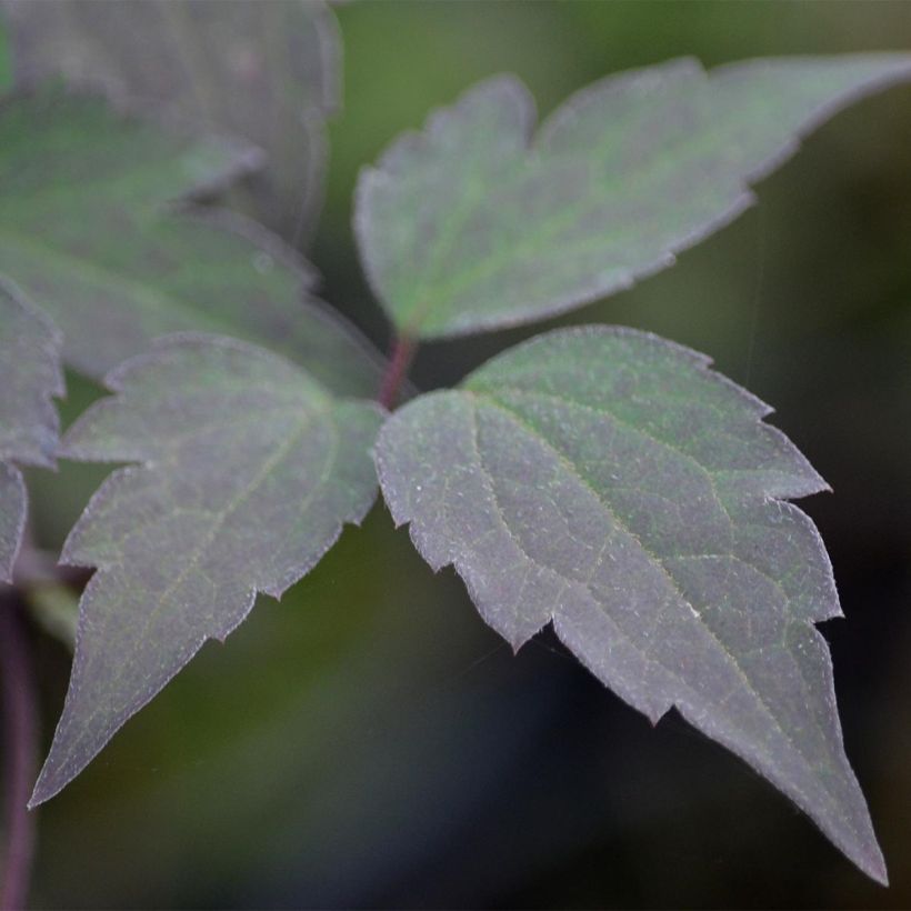 Clématite - Clematis montana Van Gogh (Feuillage)