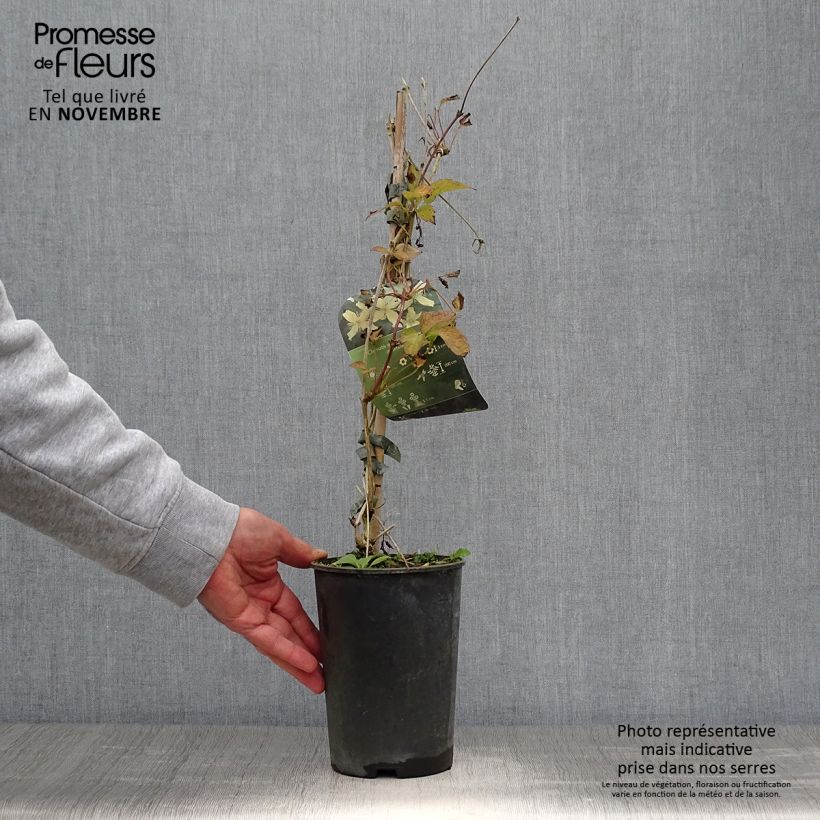 Spécimen de Clématite - Clematis montana Wilsonii Pot de 2L/3L tel que livré en automne