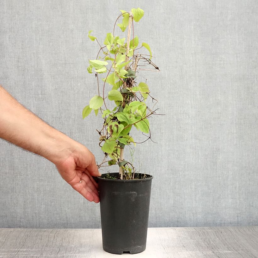 Spécimen de Clématite - Clematis montana Wilsonii Pot de 2L/3L tel que livré en été