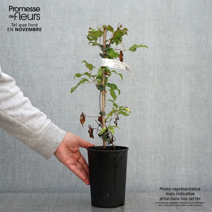 Spécimen de Clématite - Clematis Morning Star Pot de 2L/3L tel que livré en automne