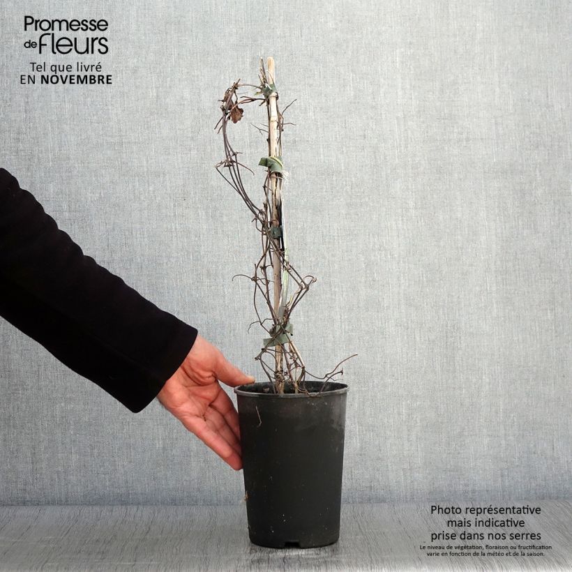 Spécimen de Clématite - Clematis Mrs Cholmondeley Pot de 1,5L/2L tel que livré en automne