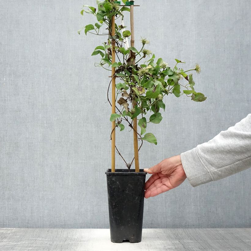 Spécimen de Clématite - Clematis Mrs N. Thompson Pot de 3L/4L tel que livré en été