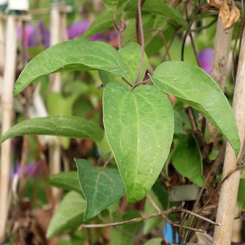 Clématite - Clematis Mrs N. Thompson (Feuillage)