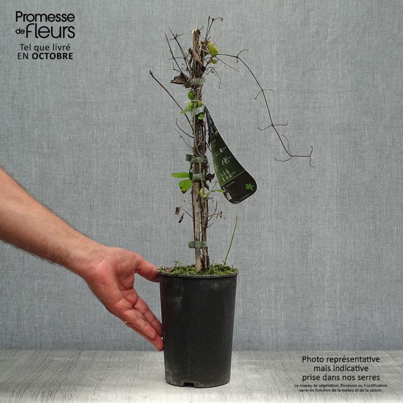 Spécimen de Clématite - Clematis Multi Blue Pot de 2L/3L tel que livré en automne