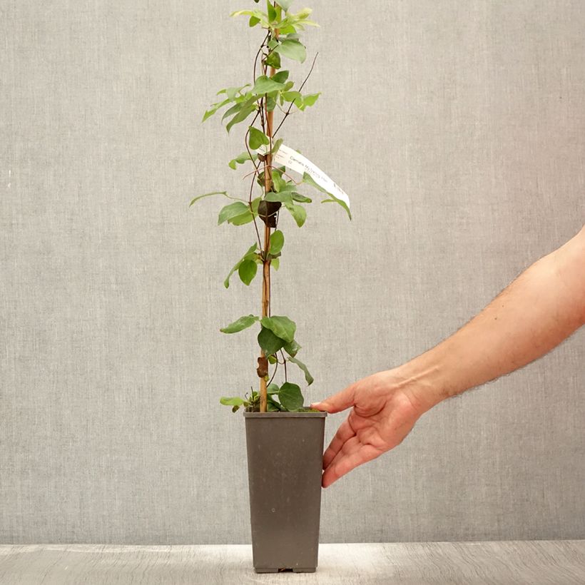 Spécimen de Clématite - Clematis My Darling Pot de 2L/3L tel que livré en été