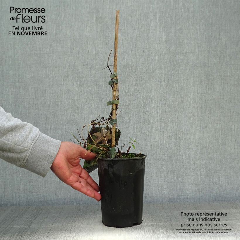 Spécimen de Clématite -Clematis Myosotis Pot de 2L/3L tel que livré en automne