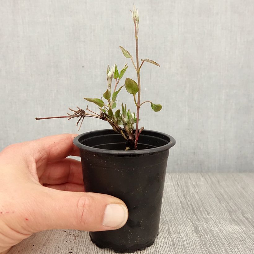 Spécimen de Clématite - Clematis Nelly Moser en godet de 9cm tel que livré au printemps
