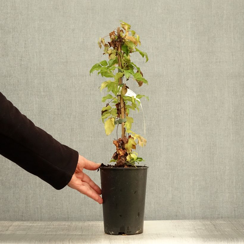 Spécimen de Clematite - Clematis Paradiso Pot de 2L/3L tel que livré en automne
