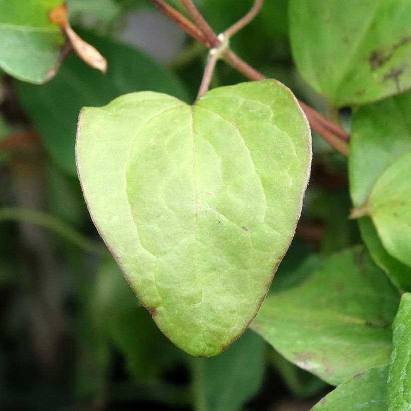 Clématite - Clematis patens Mandy (Feuillage)