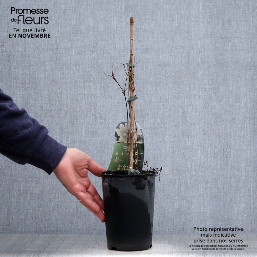 Spécimen de Clématite - Clematis patens Spotlight Pot de 2L/3L tel que livré en automne