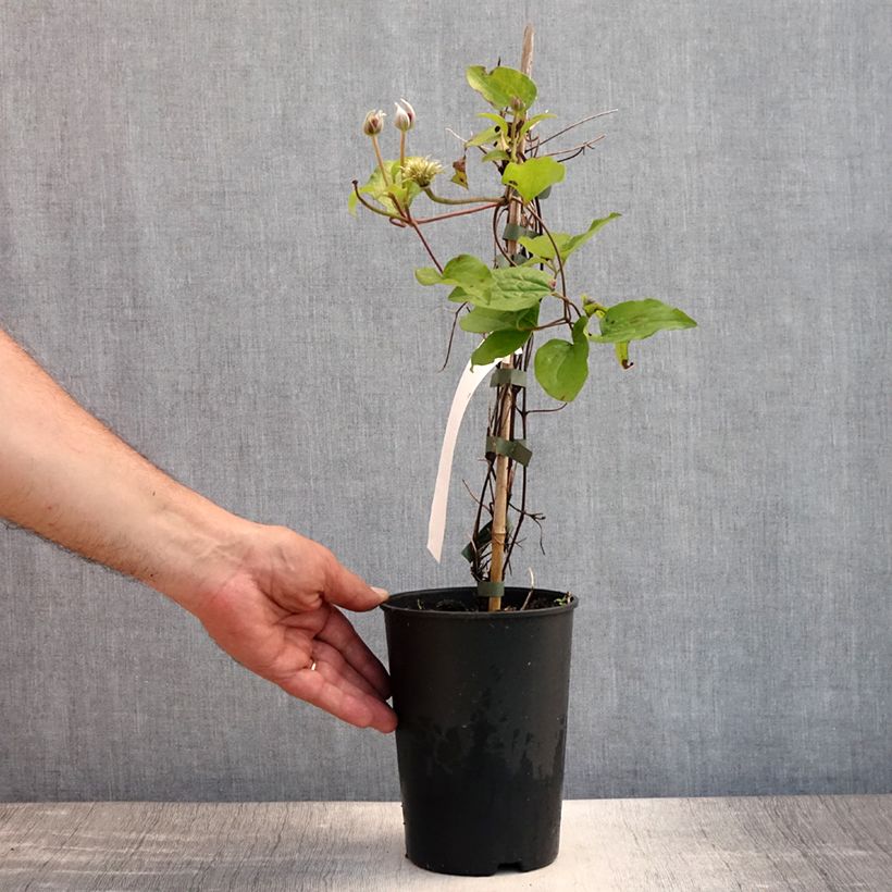 Spécimen de Clématite - Clematis patens Spotlight Pot de 2L/3L tel que livré en été
