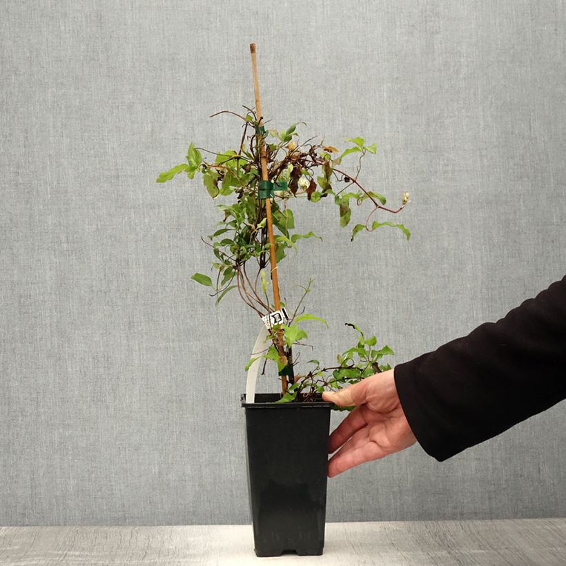 Spécimen de Clématite - Clematis Picardy Pot de 1,5L/2L tel que livré en été