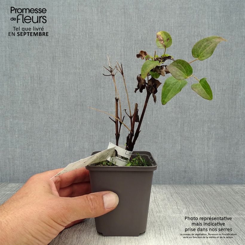 Spécimen de Clématite - Clematis Piilu tel que livré en automne