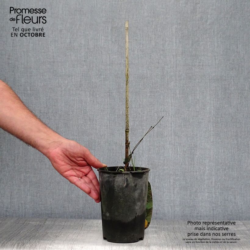Spécimen de Clématite - Clematis pitcheri tel que livré en automne