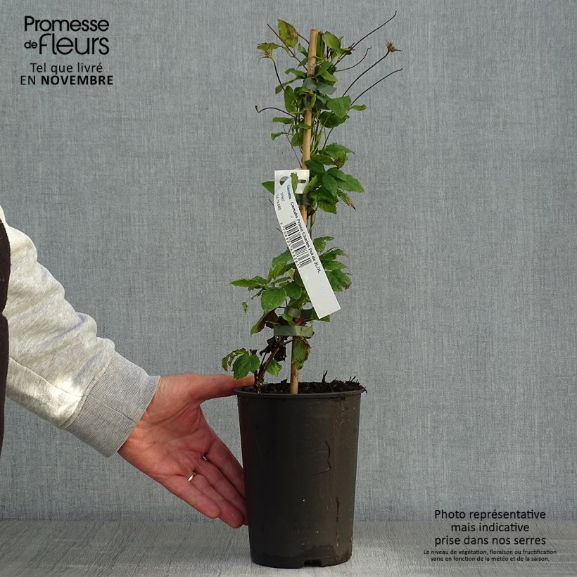 Spécimen de Clématite - Clematis Prince Charles Pot de 2L/3L tel que livré en automne