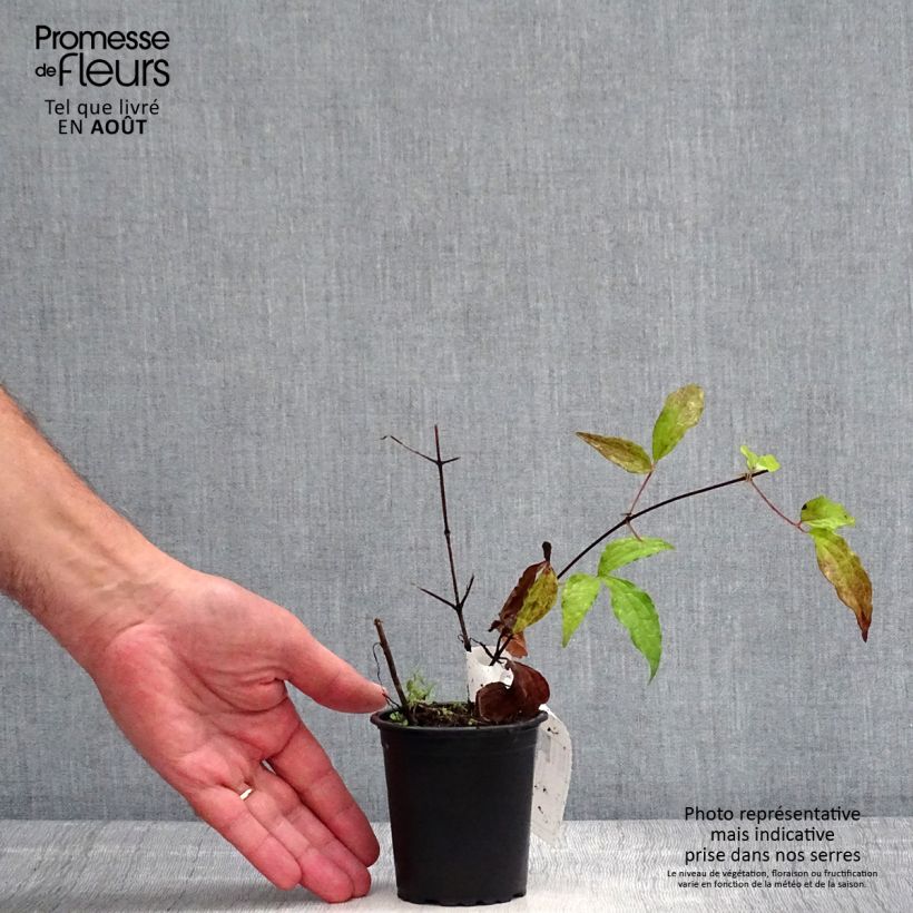 Spécimen de Clématite - Clematis Proteus Godet de 8/9 cm tel que livré en été