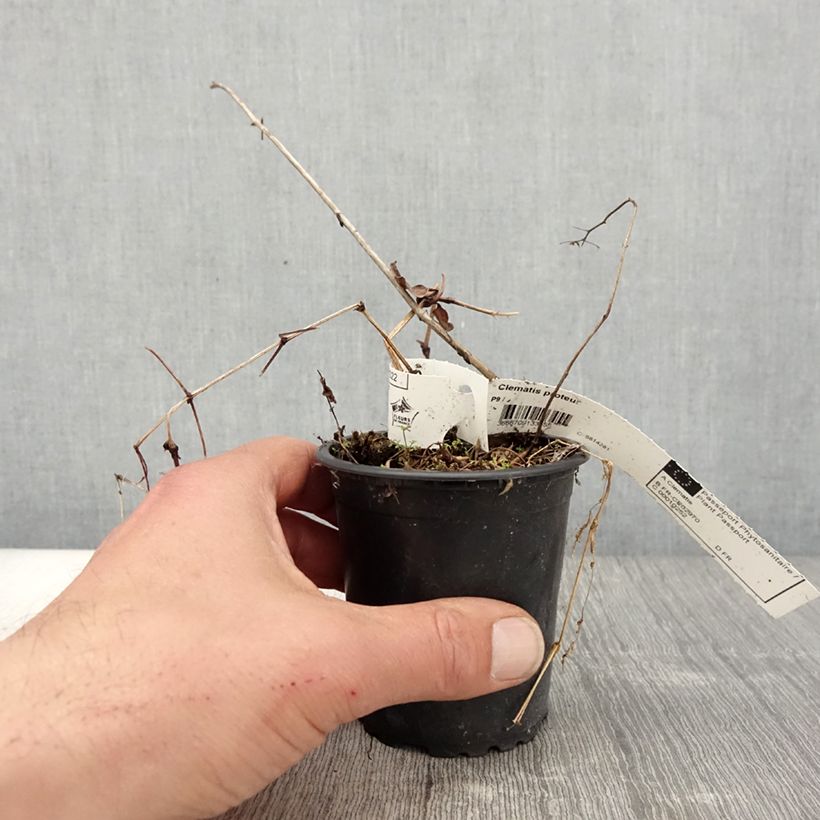 Spécimen de Clématite - Clematis Proteus en godet de 9cm tel que livré au printemps