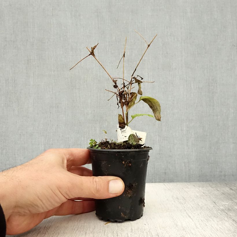 Spécimen de Clématite - Clematis Rasputin Godet de 8/9 cm tel que livré en automne