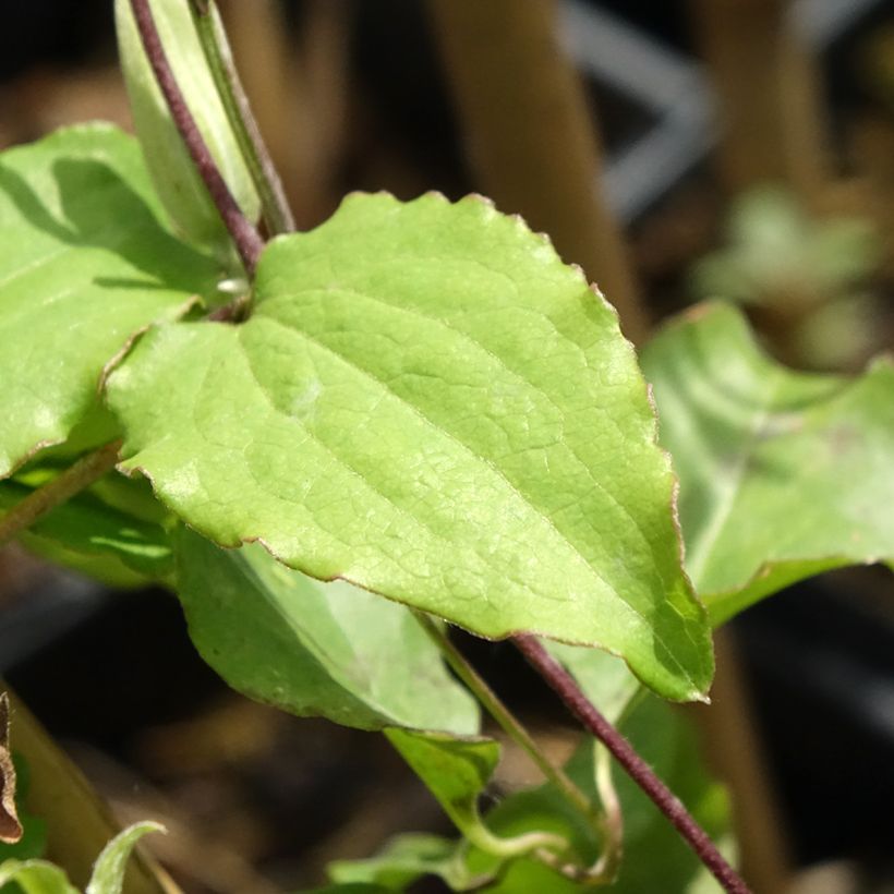 Clematite - Clematis Rebecca (Feuillage)