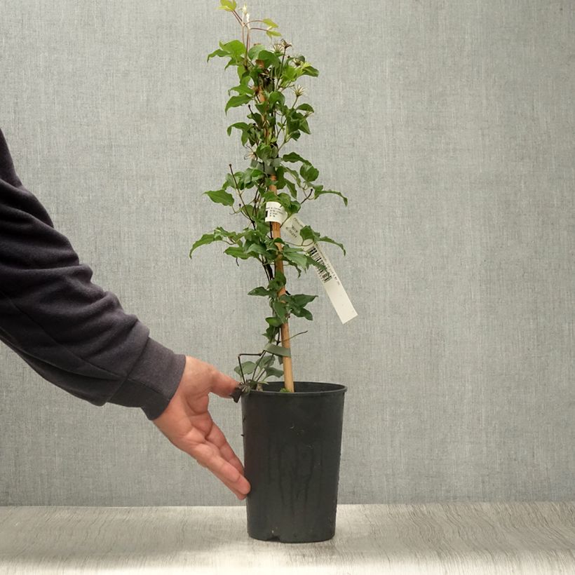 Spécimen de Clématite - Clematis Rosamunde  Pot de 1,5L/2L tel que livré en été